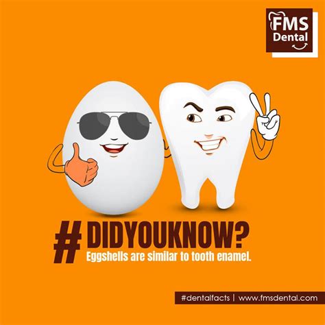 how are eggshells similar to teeth